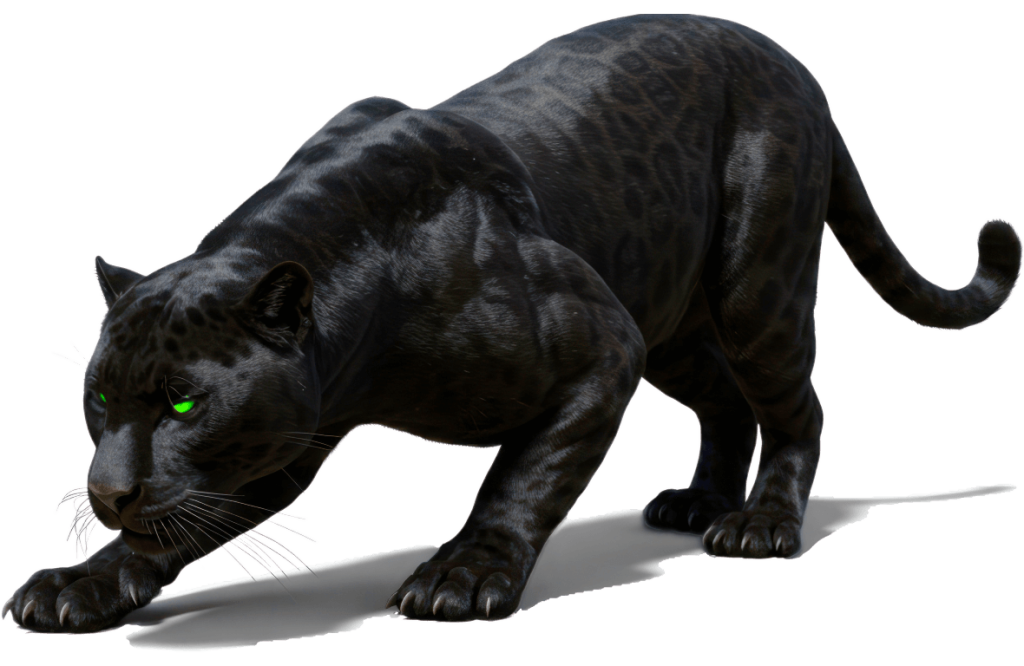 Black panther crouched, ready to pounce, isolated on a white background.